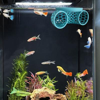 Tunnel Flottant pour Betta Imprimé en 3D Creux Betta Petits Poissons Crevettes Habitat Grotte Cachette Jouet Enrichissement Décoration d'Aquarium Accessoires pour Aquariums