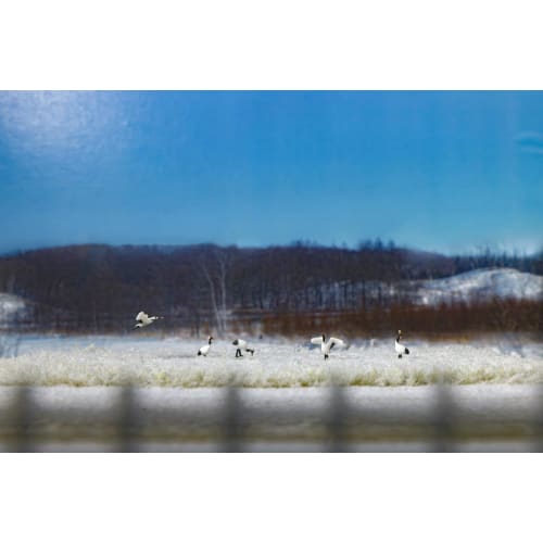 KATO 1/150 Red-crowned Crane 24-712 Diorama Supplies