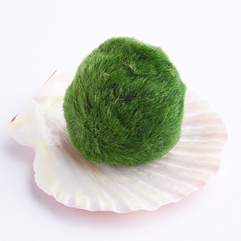 Buy Marimo Moss Balls Live Aquarium Plant Algae Fish Shrimp Tank