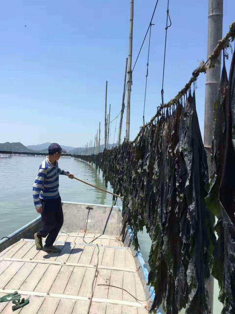 Fujian Xiapu Handcrafted Sun-Dried Kelp, 1 lb - Sand-Free, High-Quality, Free Shipping