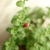 100Pcs/Set Manual Mini Wooden Ladybird Micro Landscape Decor DIY Wall Sticker
