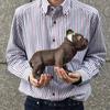 BH 6594 HANSA French Bulldog 26