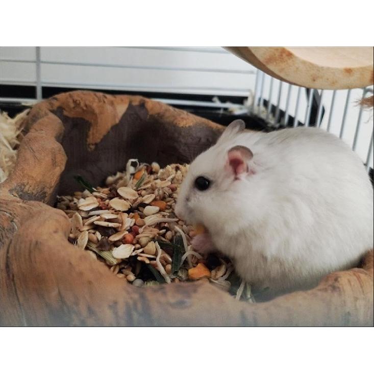 NWFashion Resin Brown Tump Flower Succulent Pot/Planter/Container for Indoor Outdoor