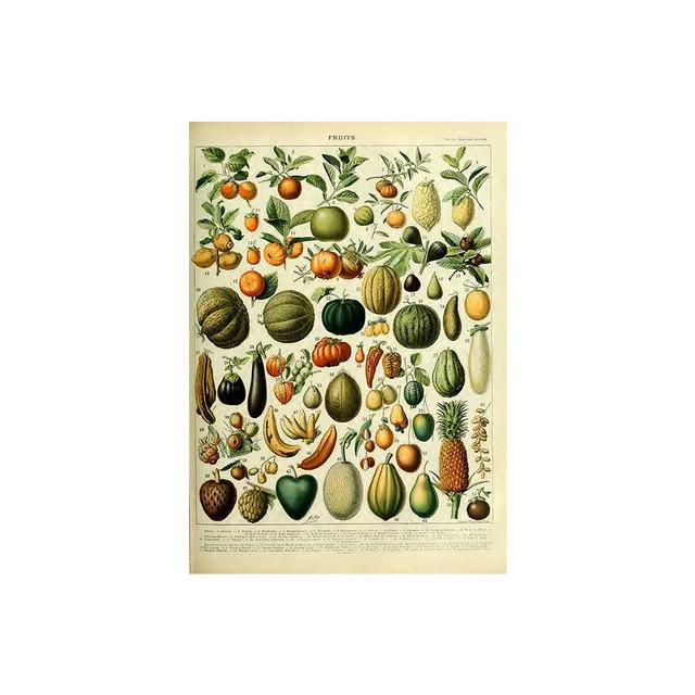 Vintage Vegetable Fruit Botanical Education Poster Mushrooms Chart Drawing Wall Art Canvas Painting for Living Room Decor Quadro