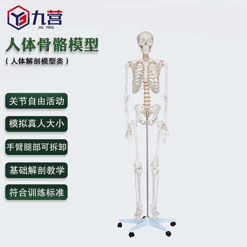 170CM Human Skeleton Model