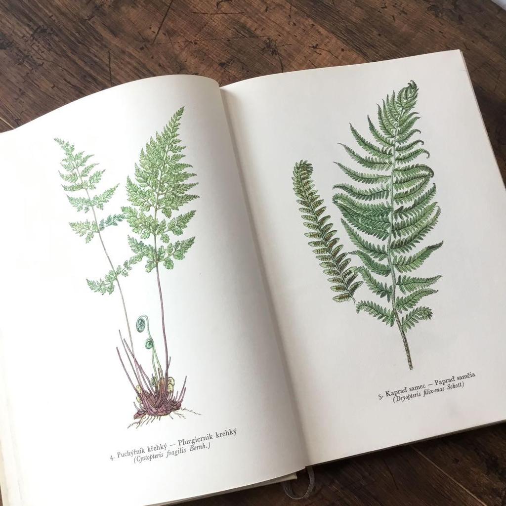 [USED] Botanical encyclopedia, foreign books, Czech botanical encyclopedia, botanical art