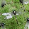 Dragonfly Card Holder with Insert Rod Outdoor Courtyard Lawn Decoration Ornament Halloween Thanksgiving Garden Statue Sculpture