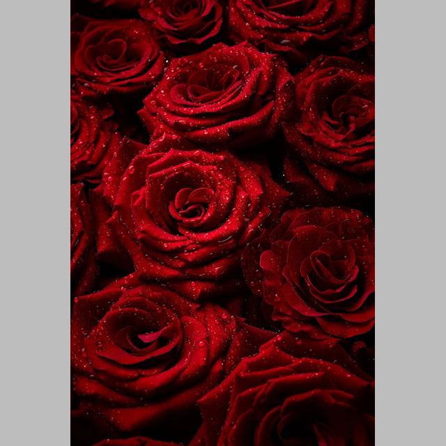 DIY 5D Diamond Painting Bright Roses Diamond Mosaic Cross Stitch Kits Home Decoration Full Round Diamond Embroidery