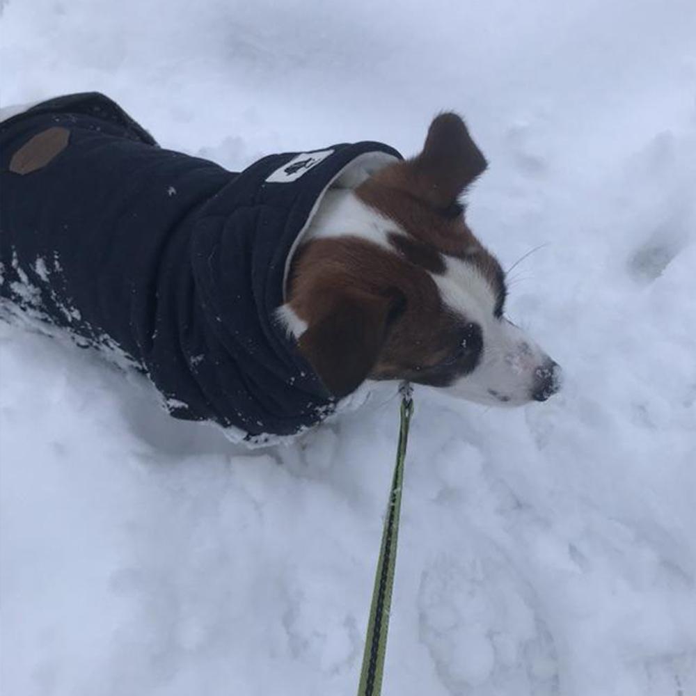 Vêtements d'hiver en coton chaud pour petits chiens, veste polaire pour chiot, manteau rembourré pour chien, Chihuahua, sweat à capuche, tenue Shih Tzu, Yorkies, personnalisé