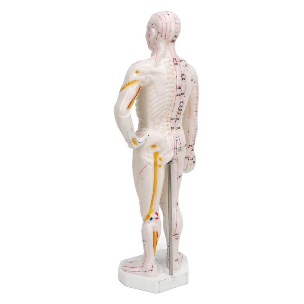Human Body Acupuncture Model Professional Portable Meridian Points Model for Science Class Education 10.2in