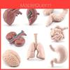 Montessori Human Body Organ Model Pvc Educational Toy For Kids Learning