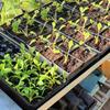 2pcs 21x10in Plastic Nursery Trays with Holes Hydroponic Growing Tray  Greenhouse