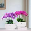 Meshpot Orchid Pot with Holes Plastic Flower Pot Decorative African Violet Pots with Air-Pruning and Good Air Circulation