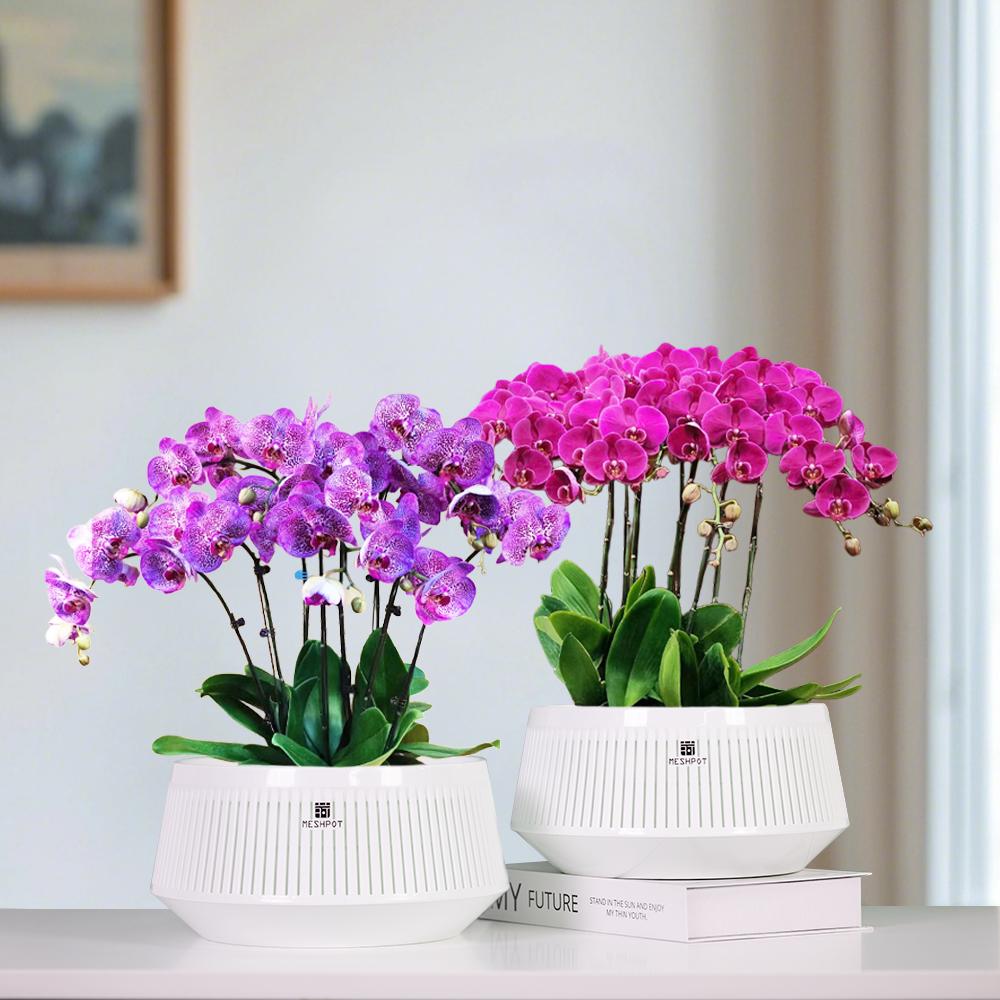 Meshpot Orchid Pot with Holes Plastic Flower Pot Decorative African Violet Pots with Air-Pruning and Good Air Circulation