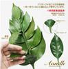 A&K Sakaki Kiwami, a Budget-friendly, Large, Extra-thick Sakaki Tree. Made with Fresh, Domestically Grown, Natural Sakaki Leaves. Heat-resistant,