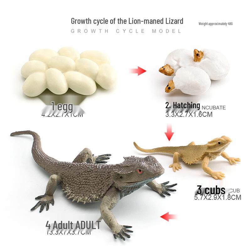 Animal Growth Cycle Models: Chicken, Duck, Goose, Butterfly, Turtle, Frog Montessori Teaching Figurines