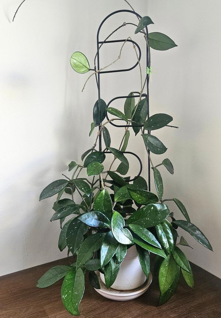 Black Metal Support for Climbing Plants Portale 60cm - Modern Ladder for Flowers and Pots, Support Frame for Monstera and Hoje