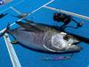 NatureBoys Nakuigloo 295g Swim Rider Short Lure SS1295-12K