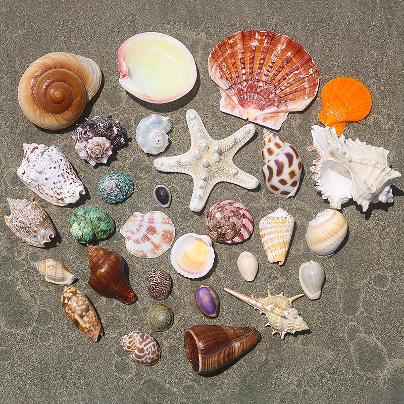 Handmade Natural Seashell Conch & Starfish Frame for DIY Fish Tank or Landscaping