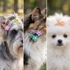 32pcs 3.5CM Size Pet Hair Clip Sunflower Shape Pet BB Clip Dog Hair Accessory  Dog Grooming