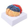 Anatomical Human Brain Model Cerebral Artery Color Partitioned Left Right Brain Assembled Model for Learning