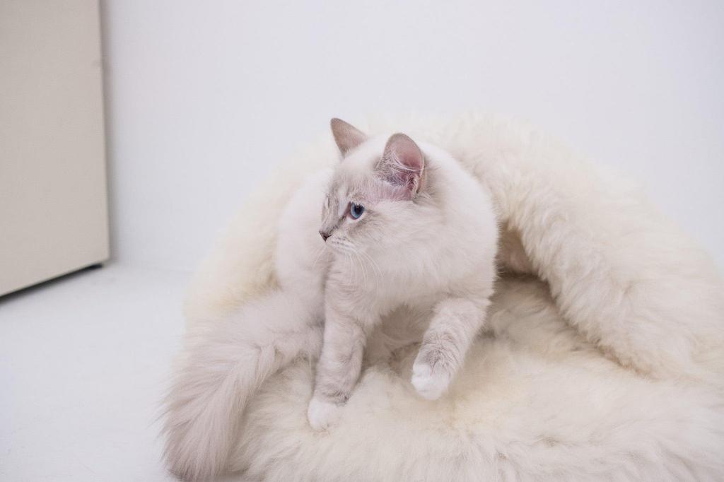 Natural Sheepskin Pet Cave - White 60 cm
