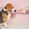 2-in-1-Hundewasserflasche für kleine, mittelgroße und große Hunde, Katzen, auslaufsicher, für den Außenbereich, Welpen-Trinknapf, Labrador, Schnauzer