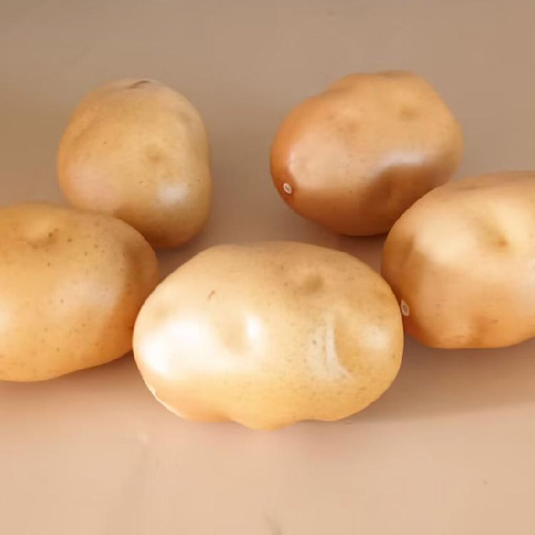 Pack of 4 Imitation Potato Models Artificial Vegetable Model Foam Texture Perfect for Home Decors and Party Displaying