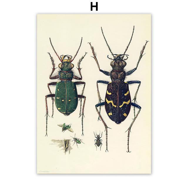 Vintage Käfer Insekt Probe Illustration Nordic Wand Kunst Leinwand Malerei Poster Und Drucke Bilder Für Wohnzimmer Dekor