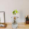 Creative Transparent Long Oval Avocado Hydroponic Vase Avocado Seeds Hydroponic Vessel Flower Pot for Gardening Home Decor