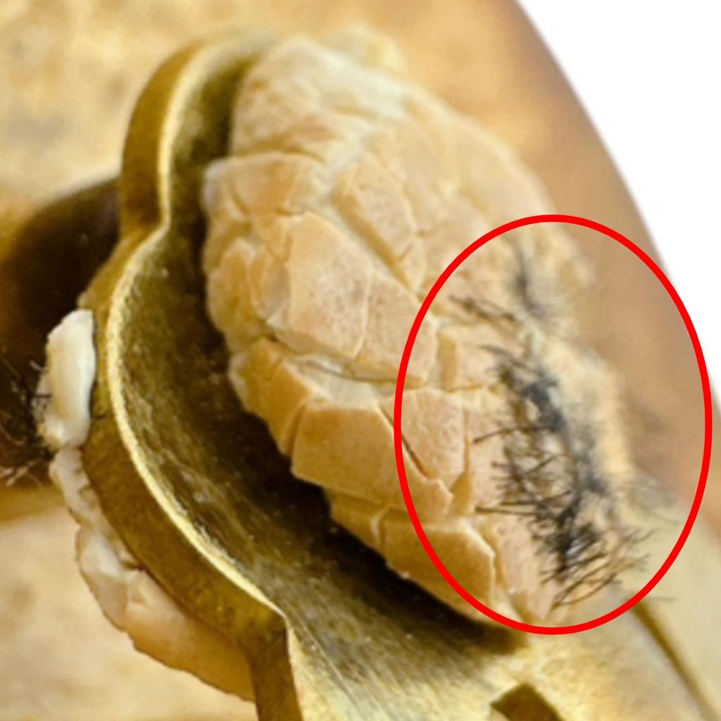 CHANEL Vintage large Circle Earring gold Women Used