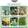 Lotus Nutrient Solution & Fertilizer for Hydroponic and Soil-Based Lotus Ponds and Bonsai Pots