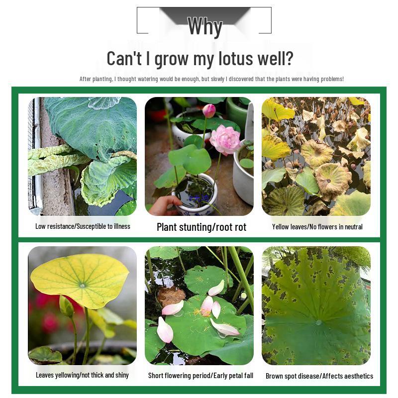 Lotus Nutrient Solution & Fertilizer for Hydroponic and Soil-Based Lotus Ponds and Bonsai Pots