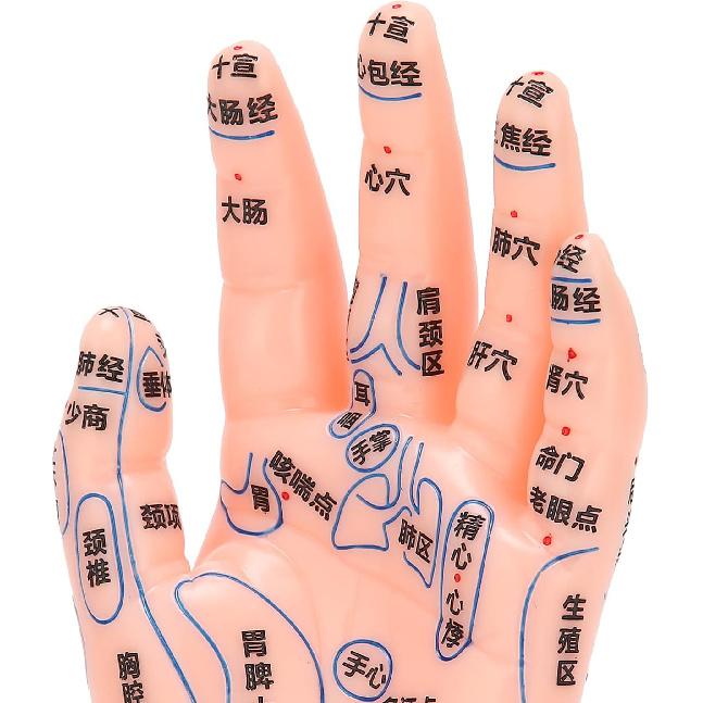 ZJchao Модель акупунктуры руки, Модель точек акупунктуры руки Левая рука Точная модель руки для обучения акупунктурным точкам Зона массажа акупунктурных точек руки Обучающий инструмент