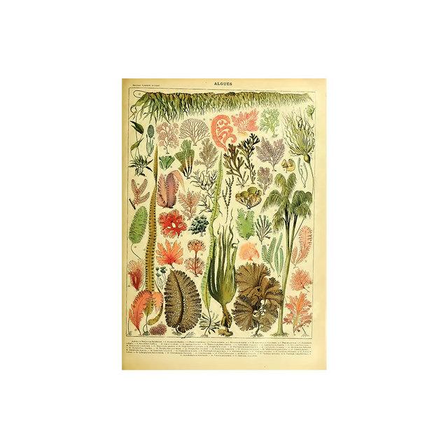 Vintage Vegetable Fruit Botanical Education Poster Mushrooms Chart Drawing Wall Art Canvas Painting for Living Room Decor Quadro