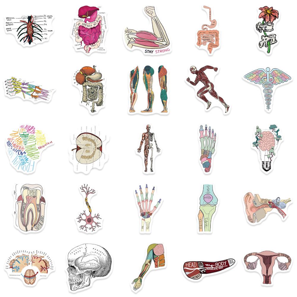 50pcs Human Anatomy Body Physiology Stickers Temporar Graffiti Luggage Skateboard Laptop Guitar Sticker Decals
