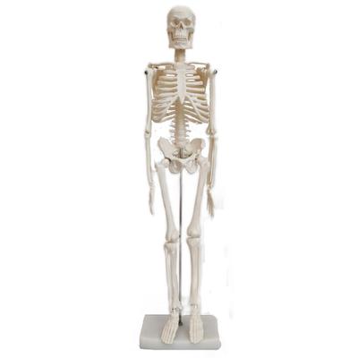 SevenTone Full Body Skeleton Model, 45cm Skeleton, Human Body Model, Skeletal Specimen, Skeleton, Articulated, Human Model, Skull