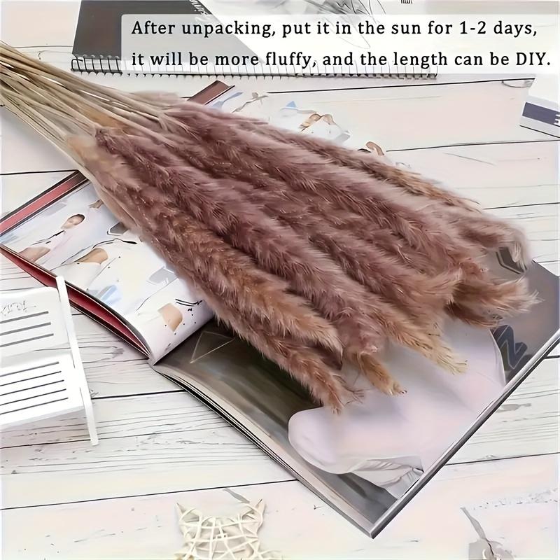 Dried Pampas Grass Boho, Natural & White Dried Plants Pompous Grass Bouquet with Bunny Tails Dried Flowers Bulk Reed Tail Grass