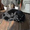 Bonecas e peluches – Peluches