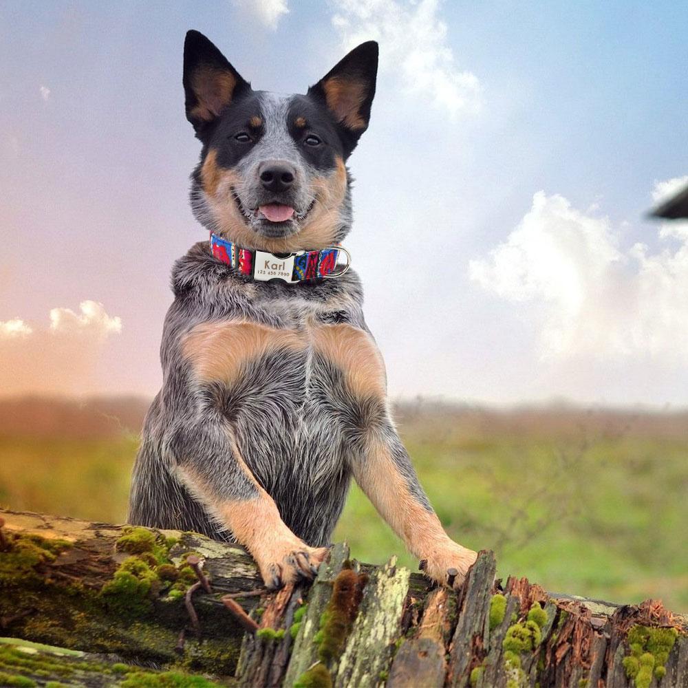 Personalized Small Medium Large Dog Cat Collar Custom Engraved Name ID Adjustable Nylon Puppy Collars Chihuahua Pug Dogs Collars