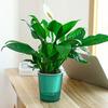 Vaso de Flores Autoirrigável Plástico Listrado com Cordas de Pavio Reservatório de Água Vaso para Plantas de Interior para Mesa Escritório Decoração de Casa