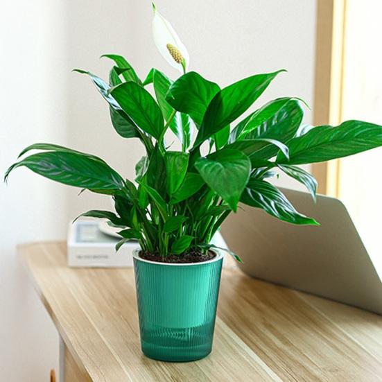 Vaso de Flores Autoirrigável Plástico Listrado com Cordas de Pavio Reservatório de Água Vaso para Plantas de Interior para Mesa Escritório Decoração de Casa