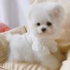 Dünner atmungsaktiver Hundemantel für kleine Rassen Teddy Pomeranian Bichon Pudel Schnauzer - Welpen bis erwachsene Haustierkleidung