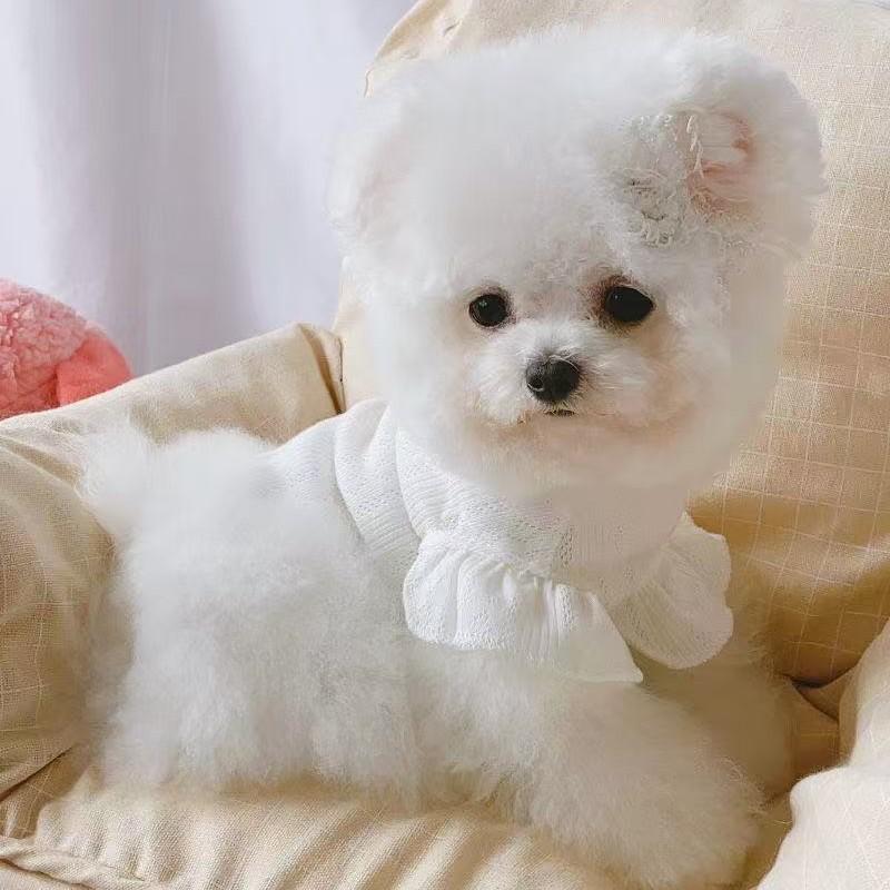 Dünner atmungsaktiver Hundemantel für kleine Rassen Teddy Pomeranian Bichon Pudel Schnauzer - Welpen bis erwachsene Haustierkleidung