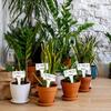 50-200PCS T-shaped Plant Labels PVC Waterproof Nursery Garden Plant Labels Reusable Wooden Stake Labels Potted Plant Markers