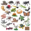 Animal Life Cycle Board Children Plaything Montessori Teaching Aids Plant Animal Growth Cycle Miniature Kit preschool cognitive Playthings