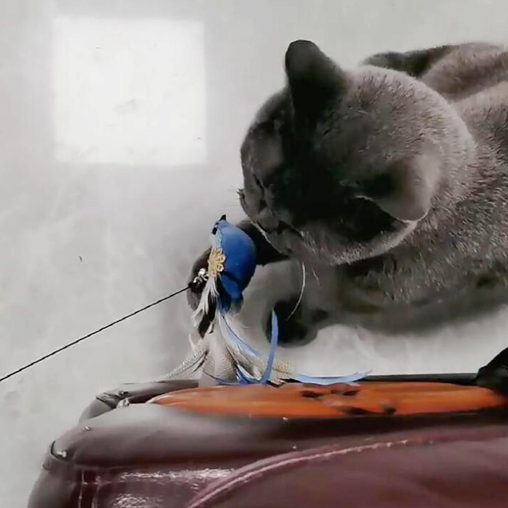 2pcs Replacement Head for Cat Teaser Funny Cat Stick Toy Rod Feather Bird Pet Toy Supplies