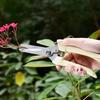 Stainless Steel Scissors Flower Cut Arrangement Pruning Fruit Tree Garden Branch Cutting Household Grafting Gardening Scissors