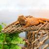 Hängmatta för smådjur med ödlor, reptil, handvävd hängmatta, gunga, geckofåtölj, liten eremitkräfta, fågel, reptilmatta, husdjurstillbehör