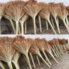 Natural Sorghum Broom